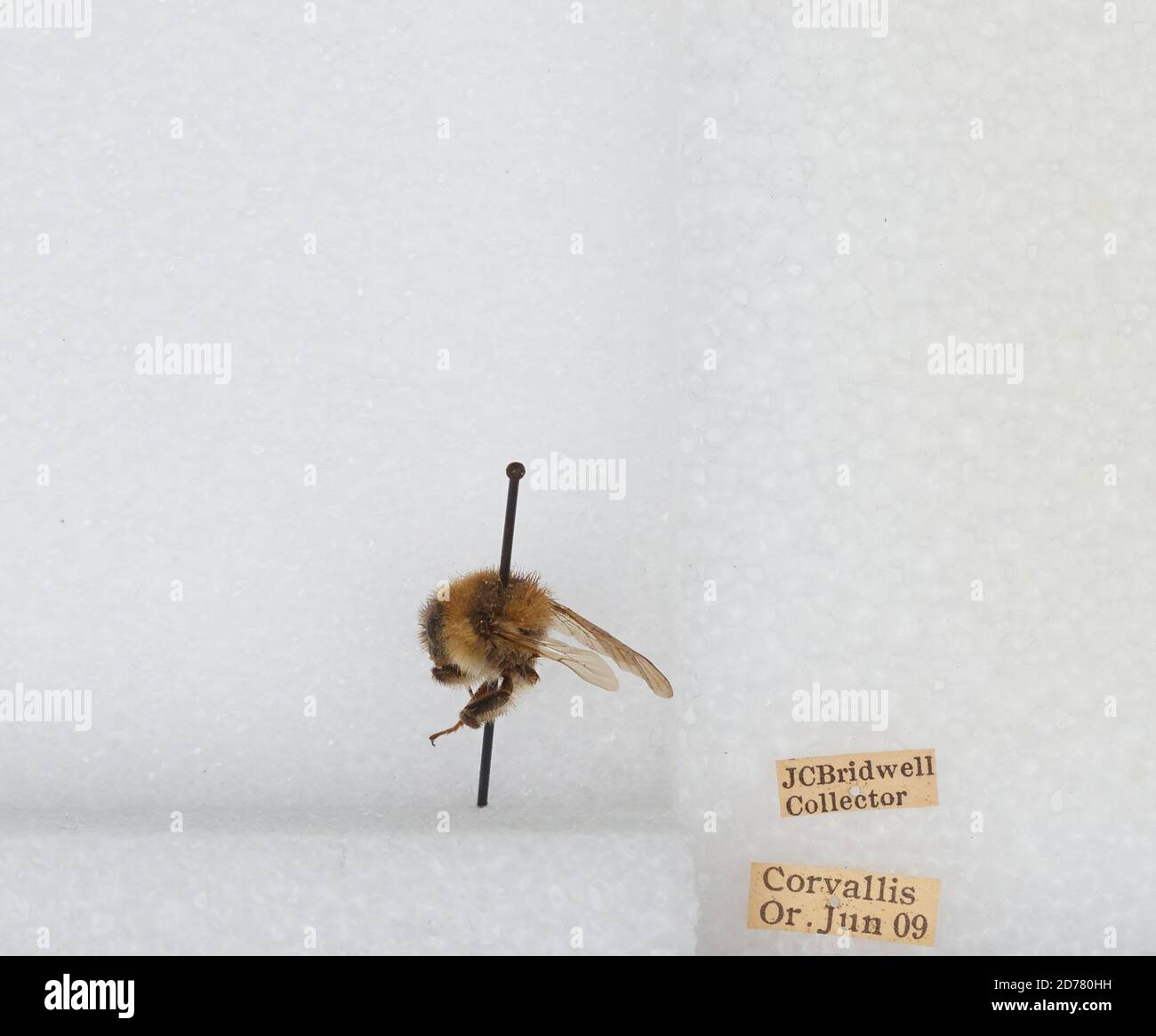 Corvallis, Benton, Oregon, États-Unis, Bombus (Subterraneobombus) appositus Cresson, 1878, Animalia, Arthropoda, Insecta, Hyménoptères, Apidae, Apinae Banque D'Images