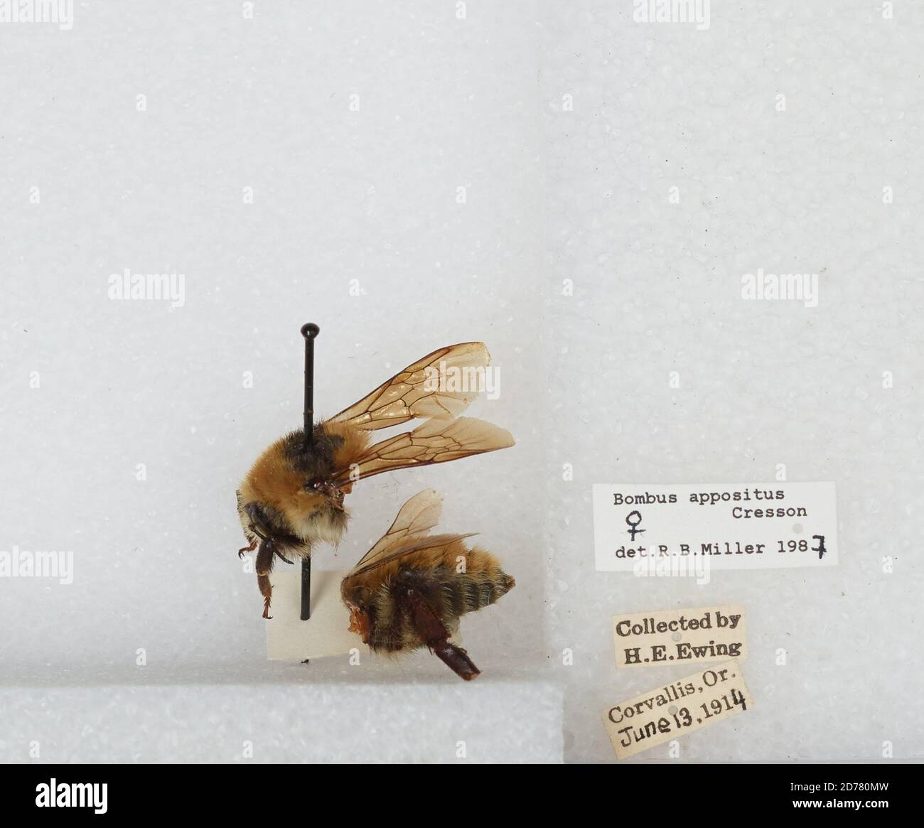 Corvallis, Benton, Oregon, États-Unis, Bombus (Subterraneobombus) appositus Cresson, 1878, Animalia, Arthropoda, Insecta, Hyménoptères, Apidae, Apinae Banque D'Images