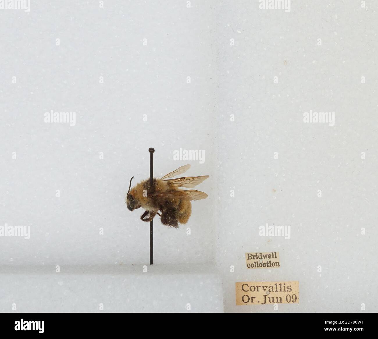 Corvallis, Benton, Oregon, États-Unis, Bombus (Subterraneobombus) appositus Cresson, 1878, Animalia, Arthropoda, Insecta, Hyménoptères, Apidae, Apinae Banque D'Images