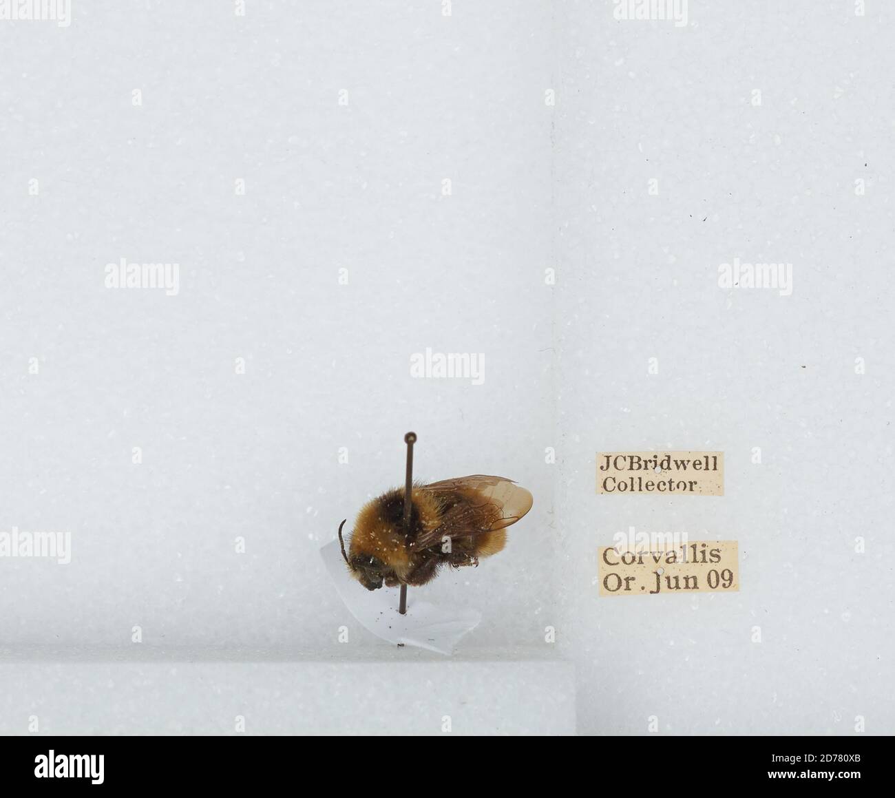Corvallis, Benton, Oregon, États-Unis, Bombus (Subterraneobombus) appositus Cresson, 1878, Animalia, Arthropoda, Insecta, Hyménoptères, Apidae, Apinae Banque D'Images