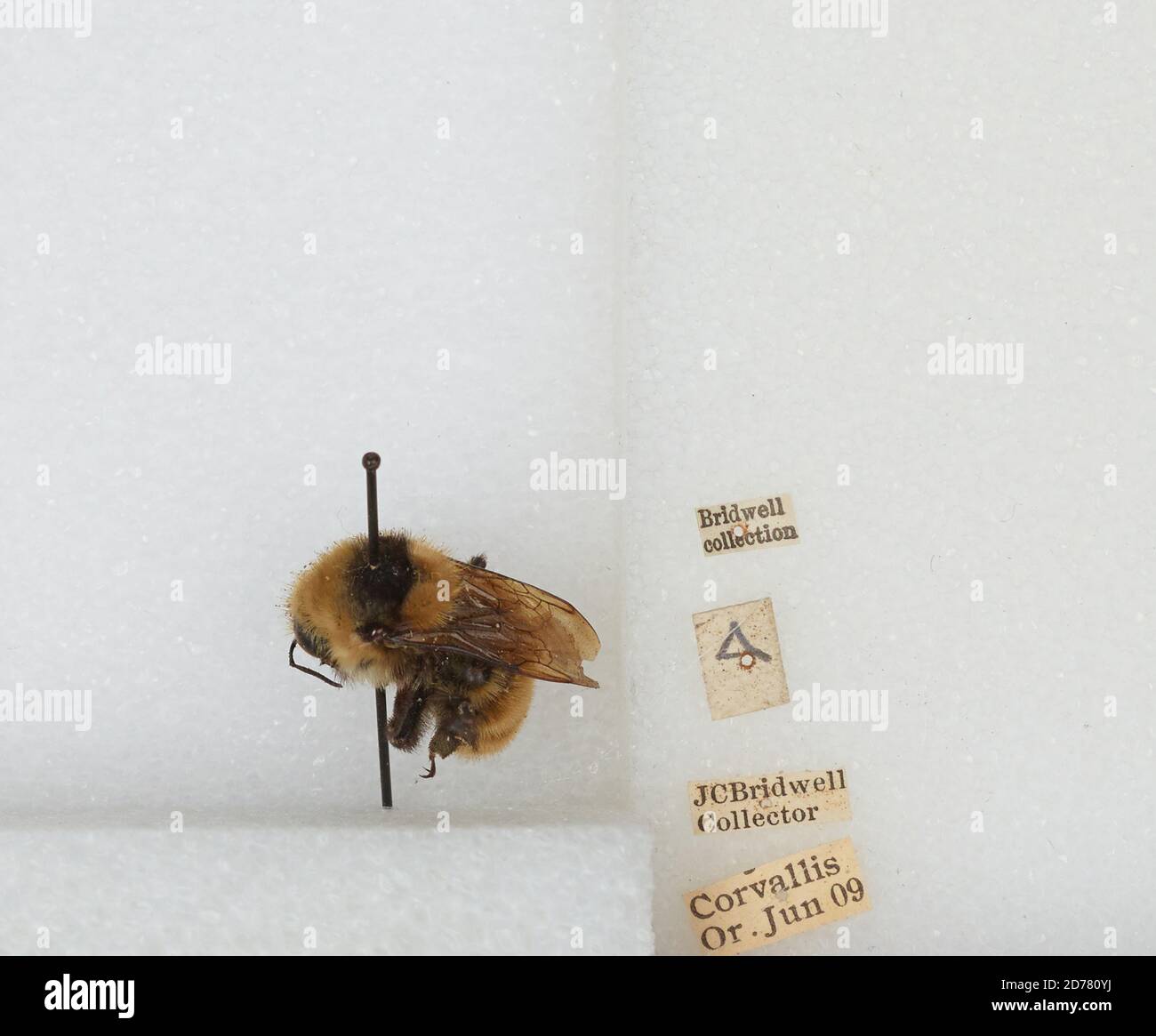 Corvallis, Benton, Oregon, États-Unis, Bombus (Subterraneobombus) appositus Cresson, 1878, Animalia, Arthropoda, Insecta, Hyménoptères, Apidae, Apinae Banque D'Images