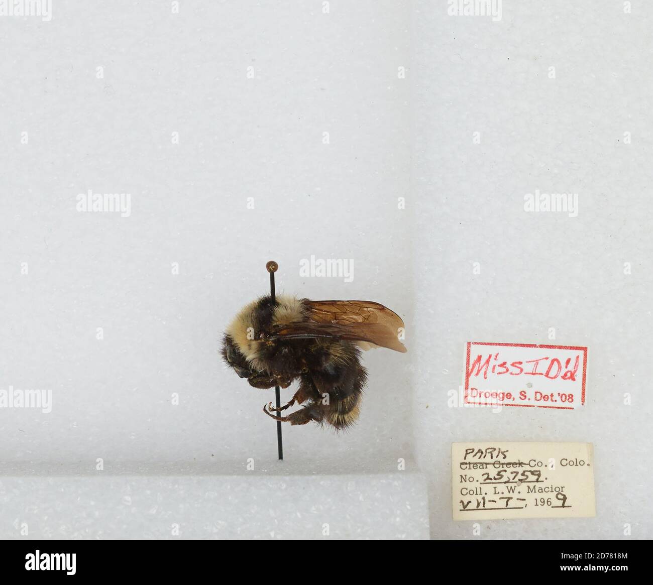 Park, Colorado, États-Unis, Bombus (Subterraneobombus) appositus Cresson, 1878, Animalia, Arthropoda, Insecta, Hyménoptères, Apidae, Apinae Banque D'Images