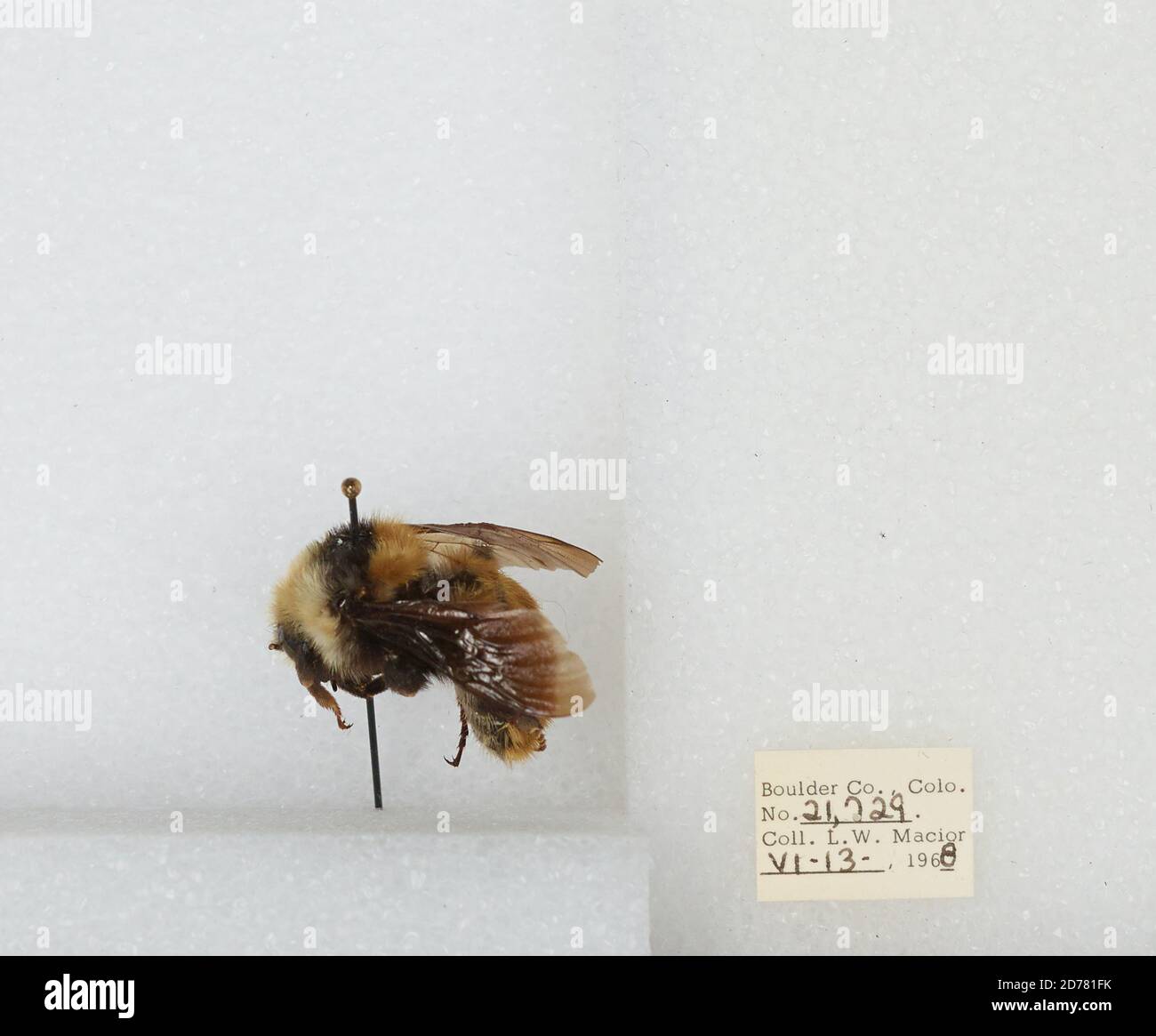 Boulder, Colorado, États-Unis, Bombus (Subterraneobombus) appositus Cresson, 1878, Animalia, Arthropoda, Insecta, Hyménoptères, Apidae, Apinae Banque D'Images