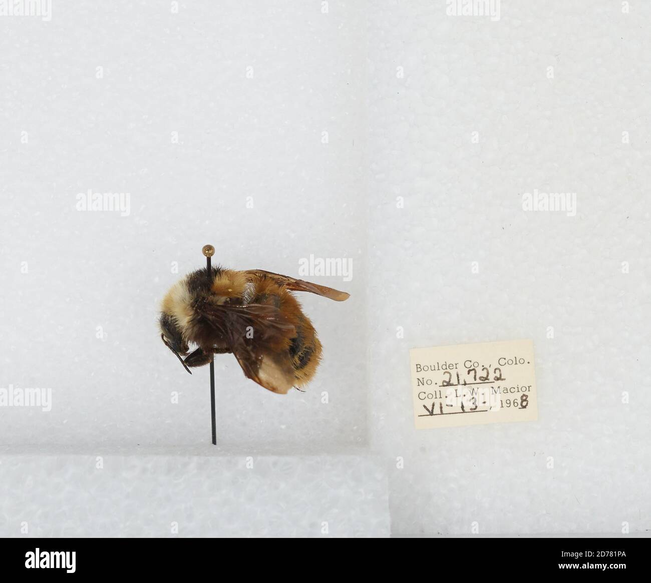 Boulder, Colorado, États-Unis, Bombus (Subterraneobombus) appositus Cresson, 1878, Animalia, Arthropoda, Insecta, Hyménoptères, Apidae, Apinae Banque D'Images