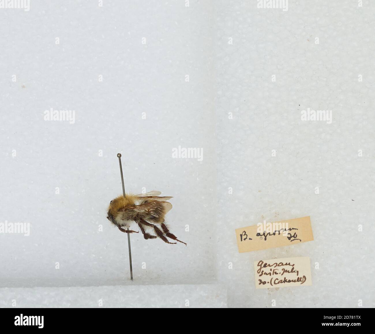 Gersau, Schwyz, Suisse, Bombus (Thoracobombus) pascuorum (Scopoli), Animalia, Arthropoda, Insecta, Hyménoptères, Apidae, Apinae Banque D'Images