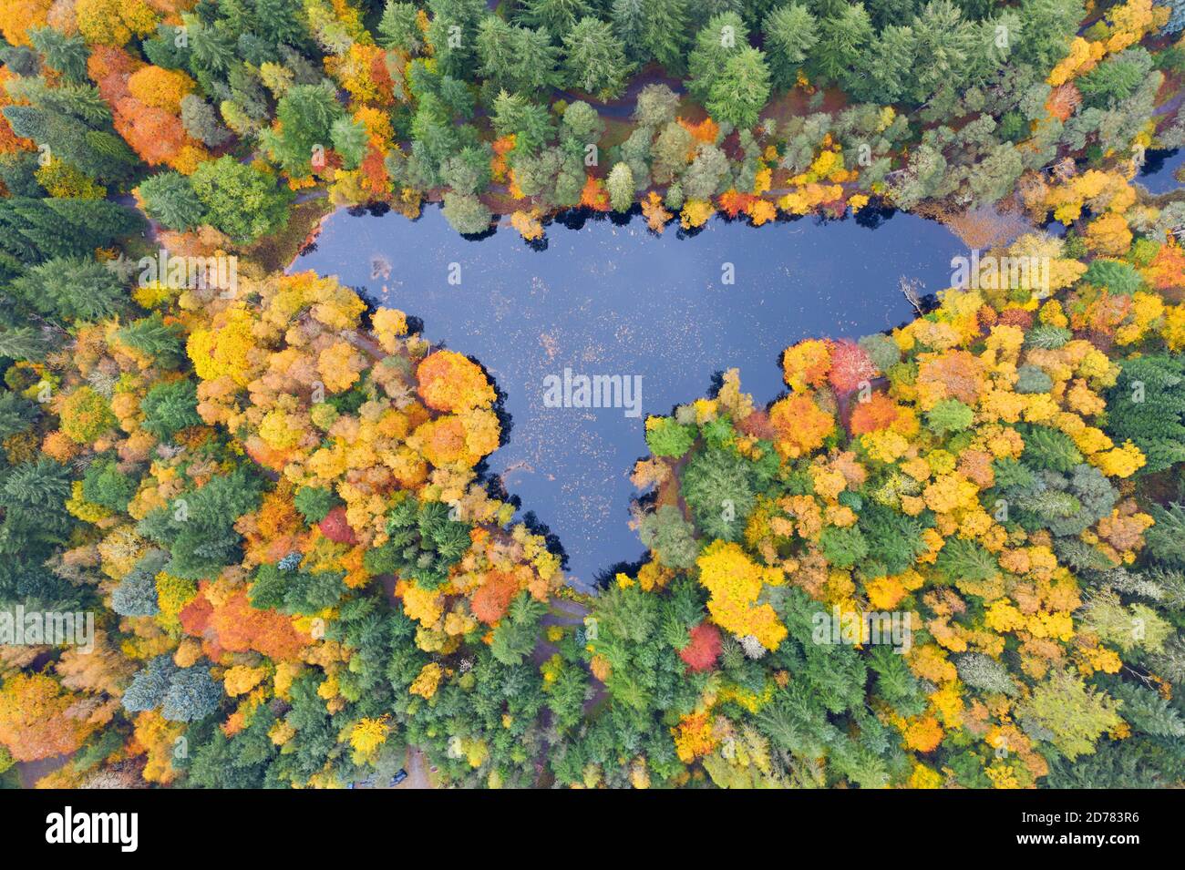 Vue aérienne des couleurs automnales des bois au Loch Dunmore dans le bois de Faskally près de Pitlochry dans le Perthshire. Banque D'Images