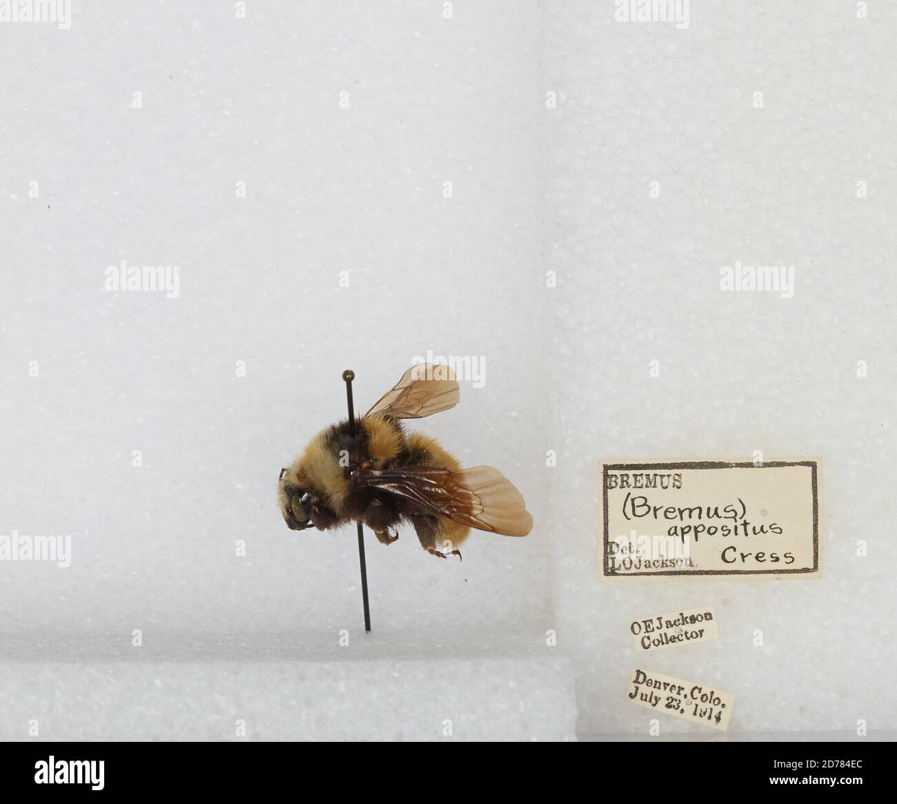 Denver, Colorado, États-Unis, Bombus (Subterraneobombus) appositus Cresson, 1878, Animalia, Arthropoda, Insecta, Hyménoptères, Apidae, Apinae Banque D'Images