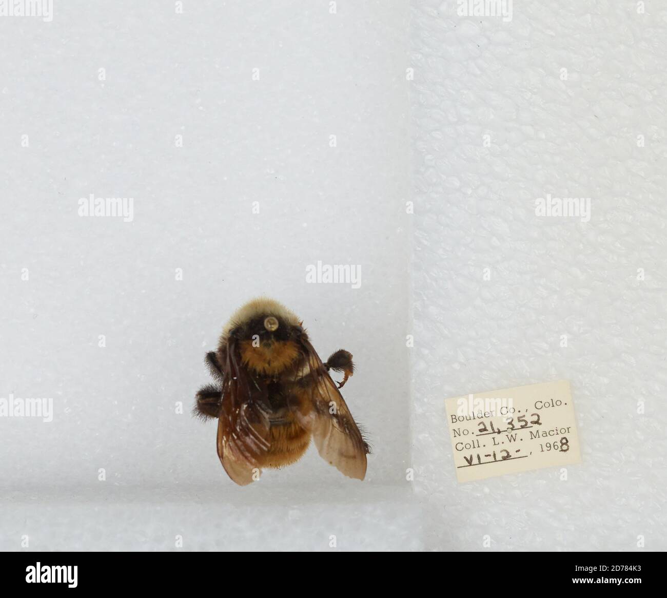 Boulder, Colorado, États-Unis, Bombus (Subterraneobombus) appositus Cresson, 1878, Animalia, Arthropoda, Insecta, Hyménoptères, Apidae, Apinae Banque D'Images