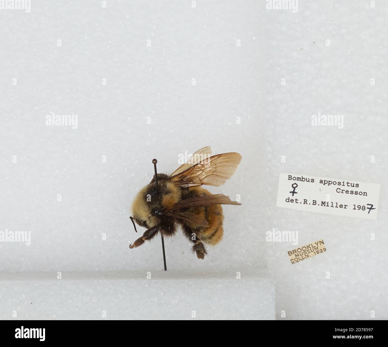 Bombus (Subterraneobombus) apposituus Cresson, 1878, Animalia, Arthropoda, Insecta, Hyménoptères, Apidae, Apinae Banque D'Images