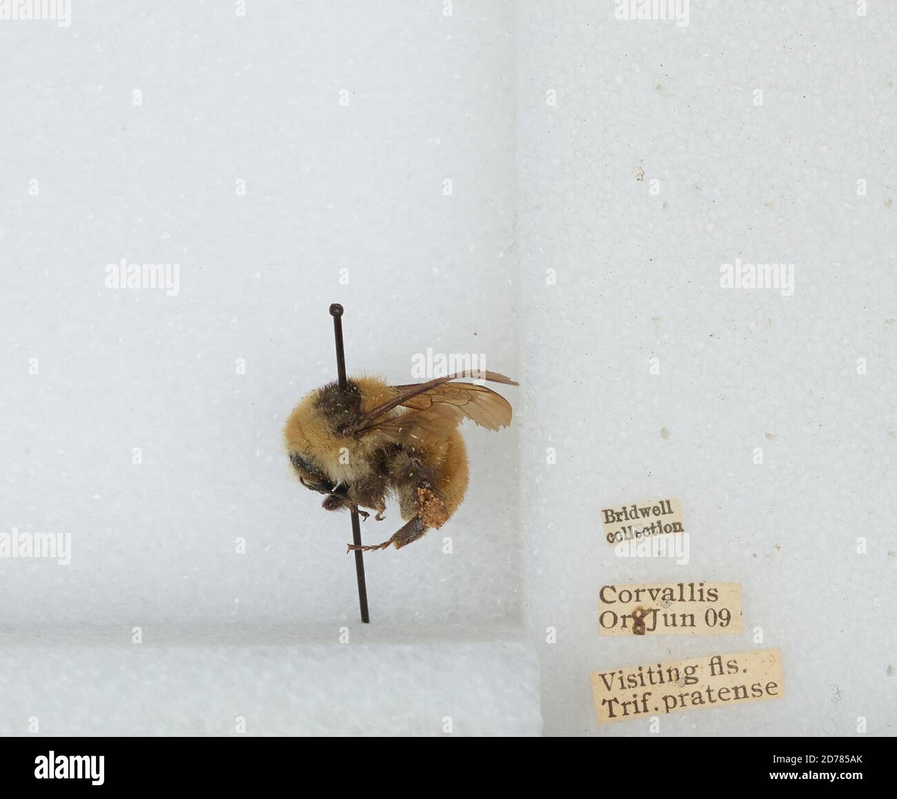 Corvallis, Benton, Oregon, États-Unis, Bombus (Subterraneobombus) appositus Cresson, 1878, Animalia, Arthropoda, Insecta, Hyménoptères, Apidae, Apinae Banque D'Images