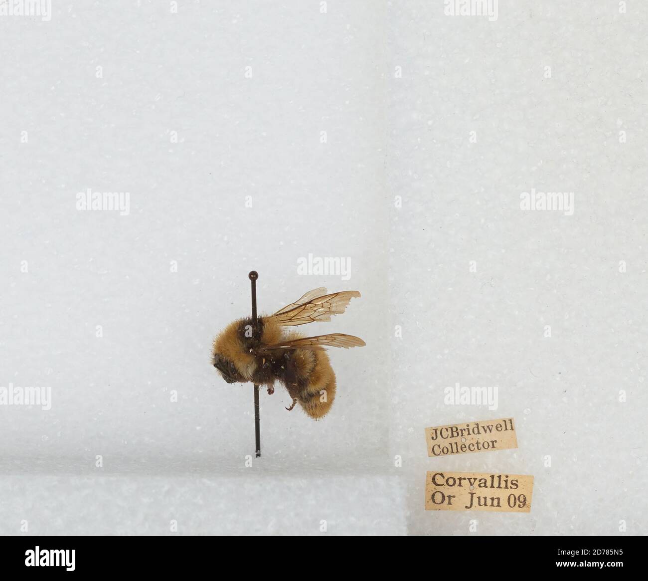 Corvallis, Benton, Oregon, États-Unis, Bombus (Subterraneobombus) appositus Cresson, 1878, Animalia, Arthropoda, Insecta, Hyménoptères, Apidae, Apinae Banque D'Images