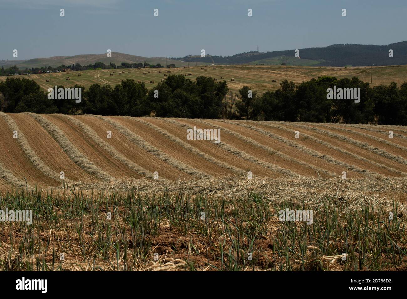 Agriculture du désert photographiée dans le désert du Néguev, Israël Banque D'Images