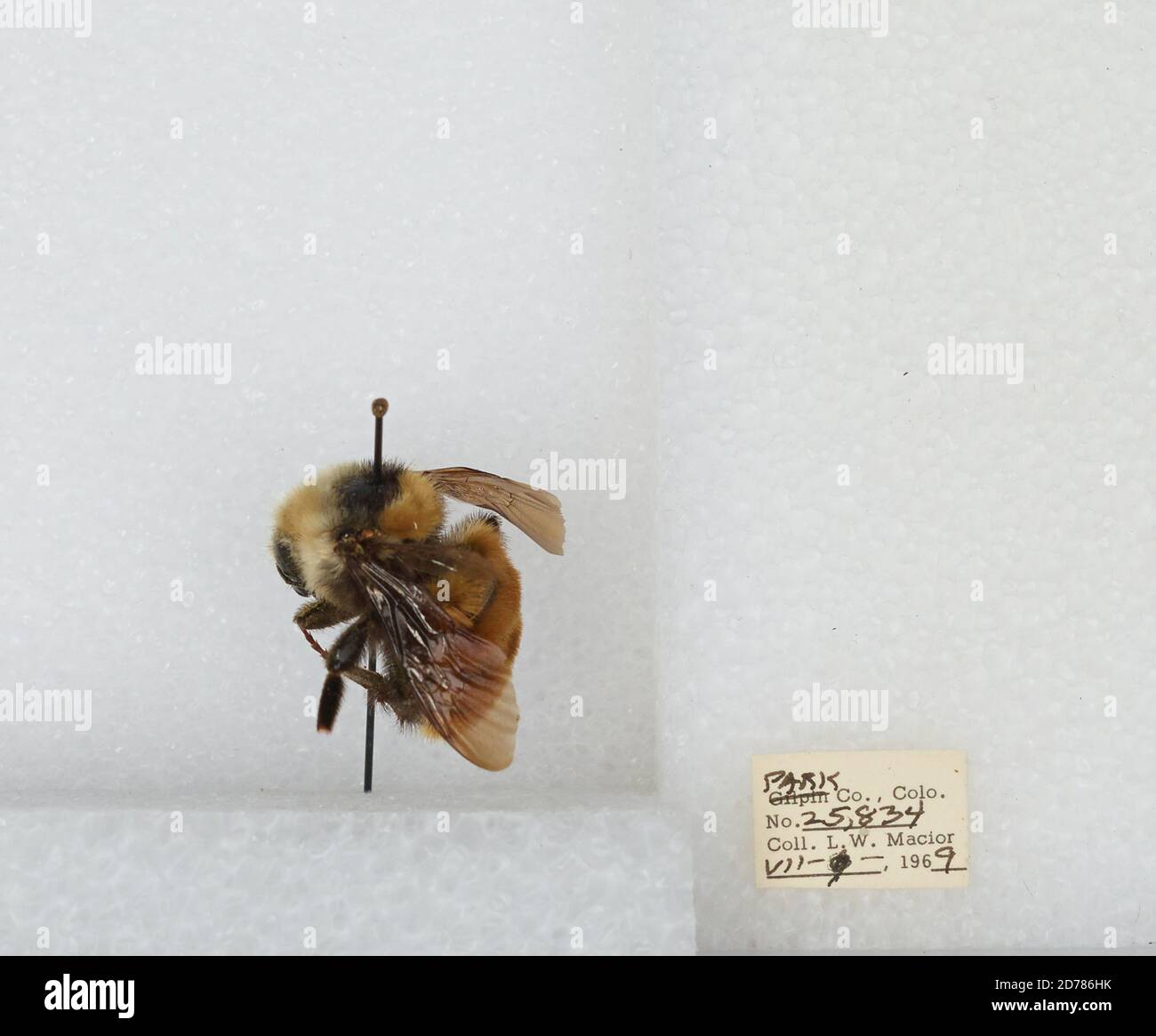 Park, Colorado, États-Unis, Bombus (Subterraneobombus) appositus Cresson, 1878, Animalia, Arthropoda, Insecta, Hyménoptères, Apidae, Apinae Banque D'Images