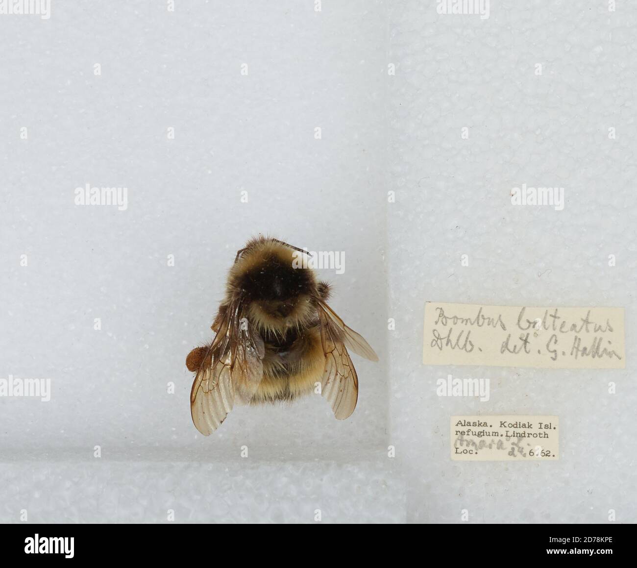 Kodiak Island Refugium, Kodiak Island, Alaska, États-Unis, Bombus sp., Animalia, Arthropoda, Insecta, Hyménoptères, Apidae, Apinae Banque D'Images