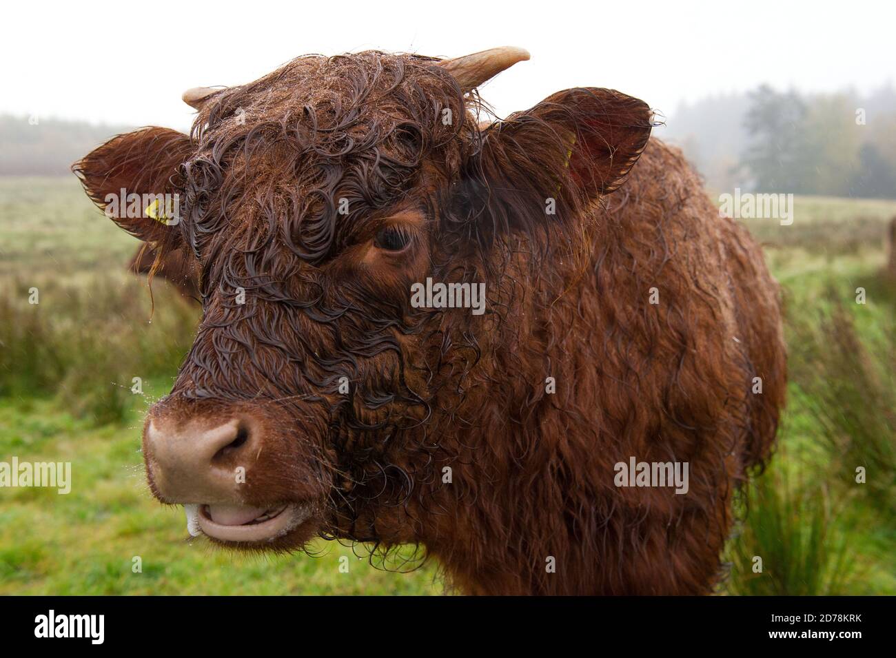 Loch Achray, Loch Lomond et parc national de Trossachs, Écosse, Royaume-Uni. 21 octobre 2020. En photo : un veau de vache de haute terre trempé avec ses cornes nouvellement croissantes se tient dans un terrain vert et boueux dans la pluie battante. Crédit : Colin Fisher/Alay Live News Banque D'Images