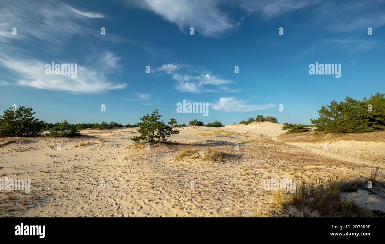 Dérive des dunes de la mer Baltique à proximité de Leba, Pologne Banque D'Images