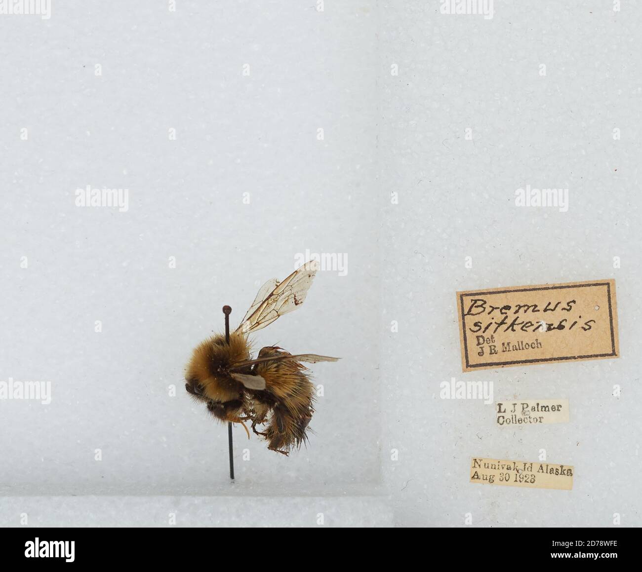 Île Nunivak, Bethel, Alaska, États-Unis, Bombus (Pyrobombus) sitkensis Nylander, Animalia, Arthropoda, Insecta, Hyménoptères, Apidae, Apinae Banque D'Images