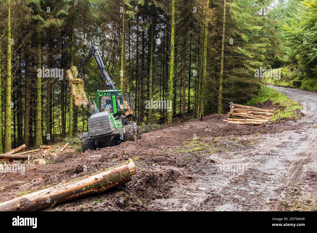 Exploitation forestière dans la forêt d'épicéa dans les montagnes Galtee, Comté de Limerick, Irlande Banque D'Images