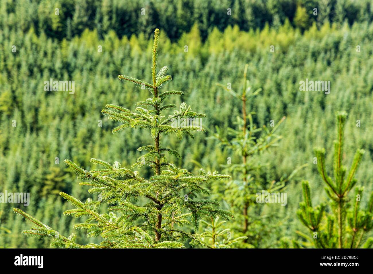 Forêt d'épinettes sur la piste Attychraan Loop Trail, montagnes Galtee, comté de Limerick, Irlande Banque D'Images