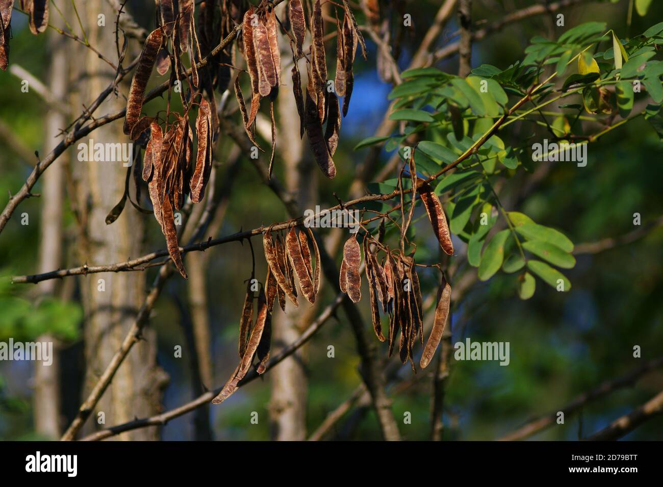 automne dans la nature acacia acacia gousses remplies de graines automne couleurs Banque D'Images