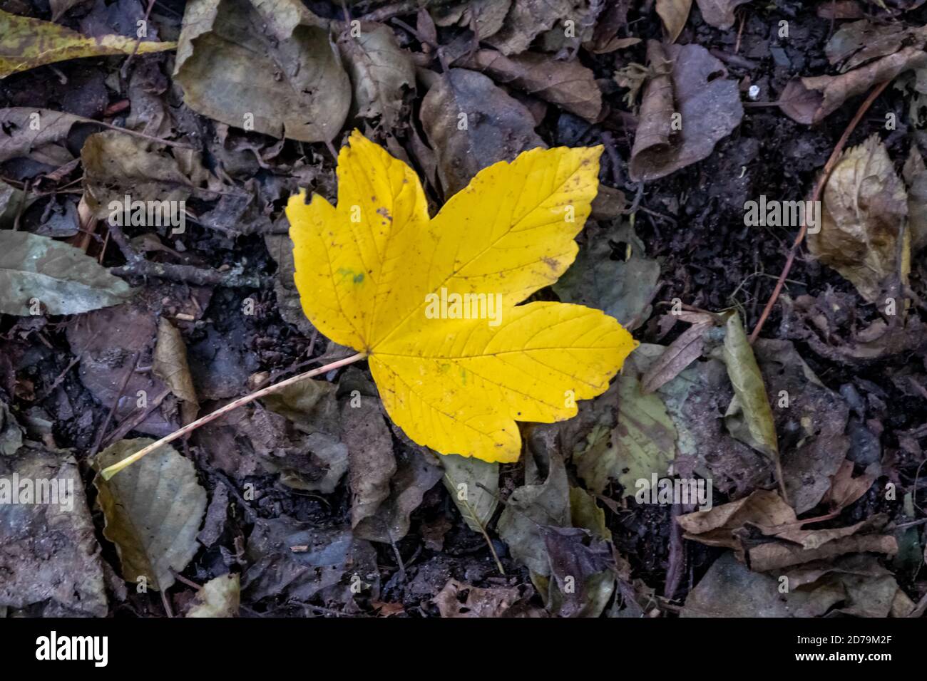 Feuille d'érable jaune solitaire sur le sol en été indien le feuillage coloré et l'ambiance automnale se présentent avec des feuilles vibrantes veines fortes en octobre doré Banque D'Images