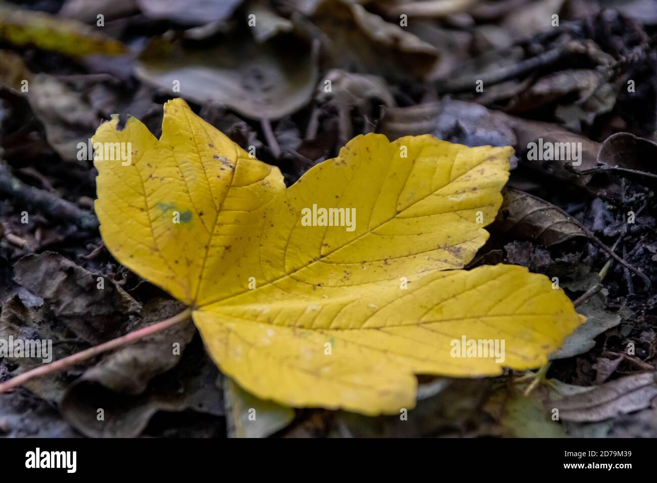 Feuille d'érable jaune solitaire sur le sol en été indien le feuillage coloré et l'ambiance automnale se présentent avec des feuilles vibrantes veines fortes en octobre doré Banque D'Images
