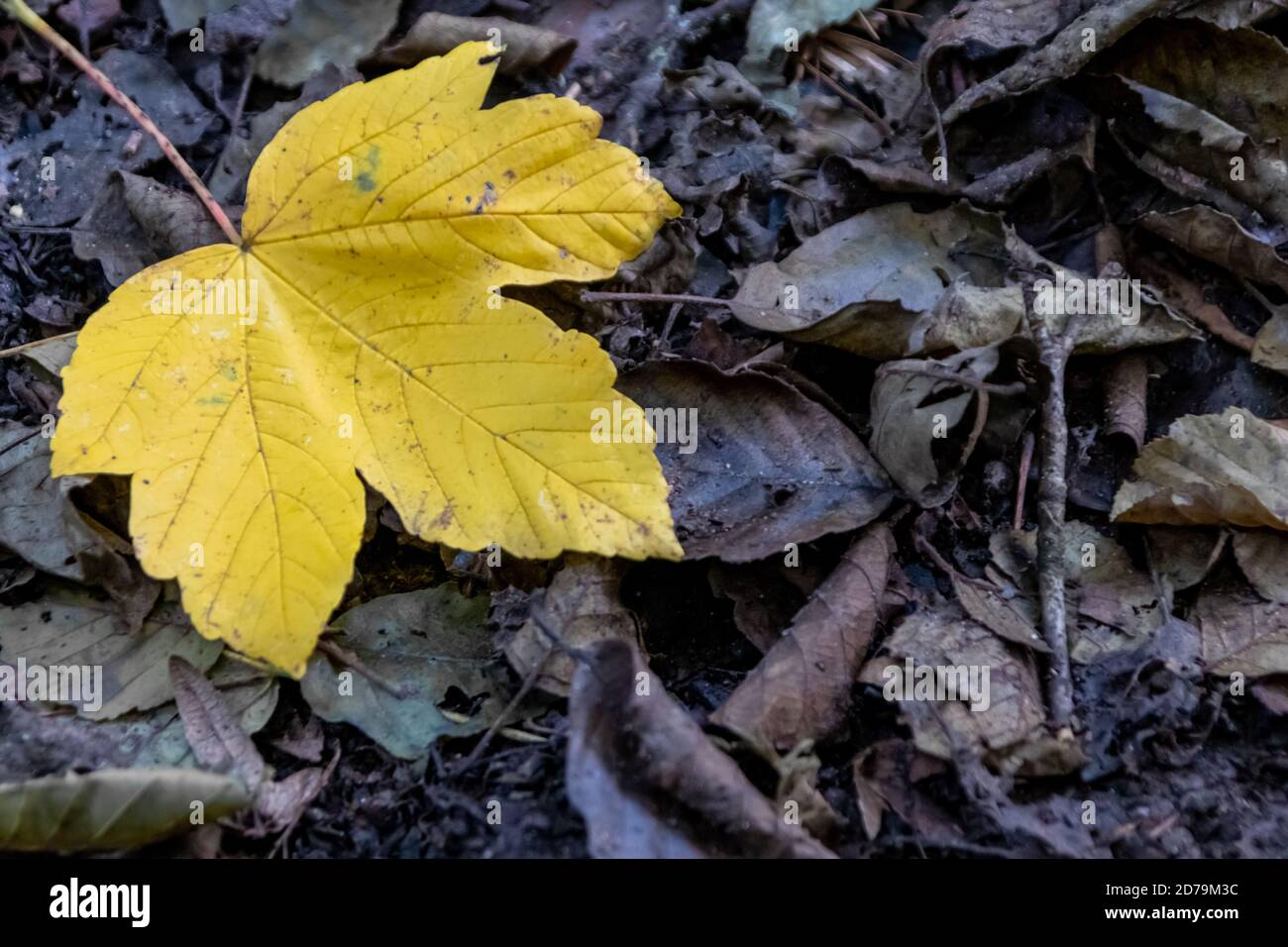 Feuille d'érable jaune solitaire sur le sol en été indien le feuillage coloré et l'ambiance automnale se présentent avec des feuilles vibrantes veines fortes en octobre doré Banque D'Images