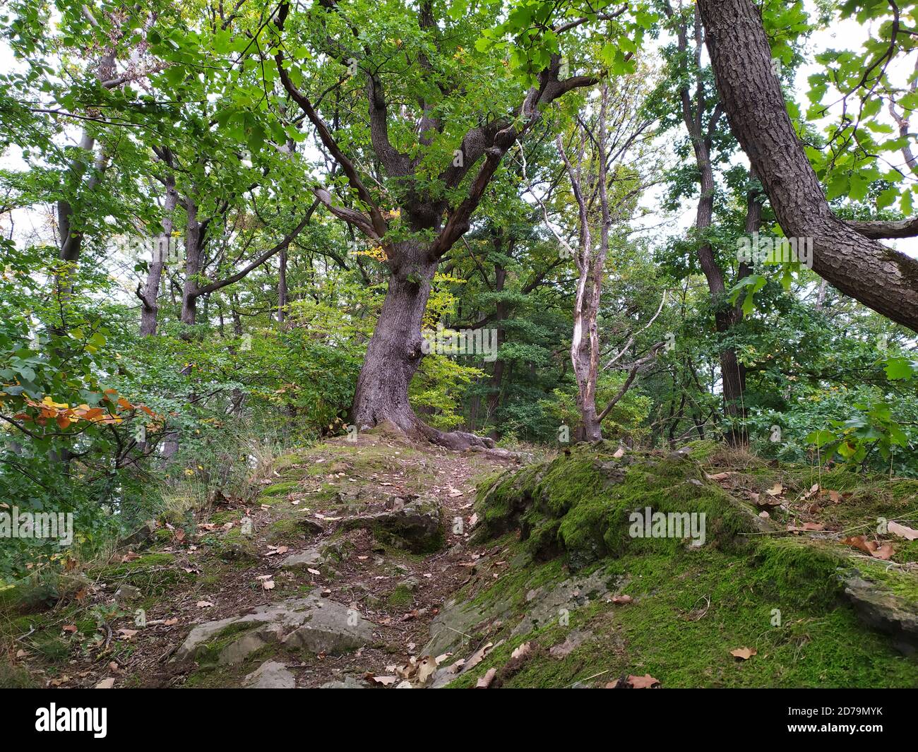 Sentier de randonnée naturel à travers les bois comme chemin de randonnée idyllique pour les amoureux de la nature proche de la nature dans un paysage paisible avec arbres et feuillage en automne Banque D'Images