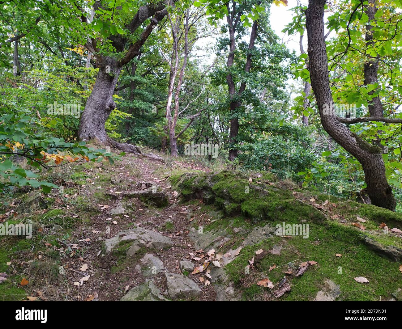 Sentier de randonnée naturel à travers les bois comme chemin de randonnée idyllique pour les amoureux de la nature proche de la nature dans un paysage paisible avec arbres et feuillage en automne Banque D'Images