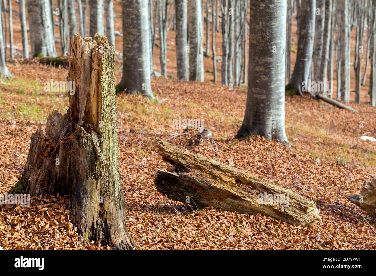 Forêt de hêtre de Cansiglio. Arbre de tronc brisé en décomposition. Saison d'automne. Vénétie. Italie. Europe. Banque D'Images