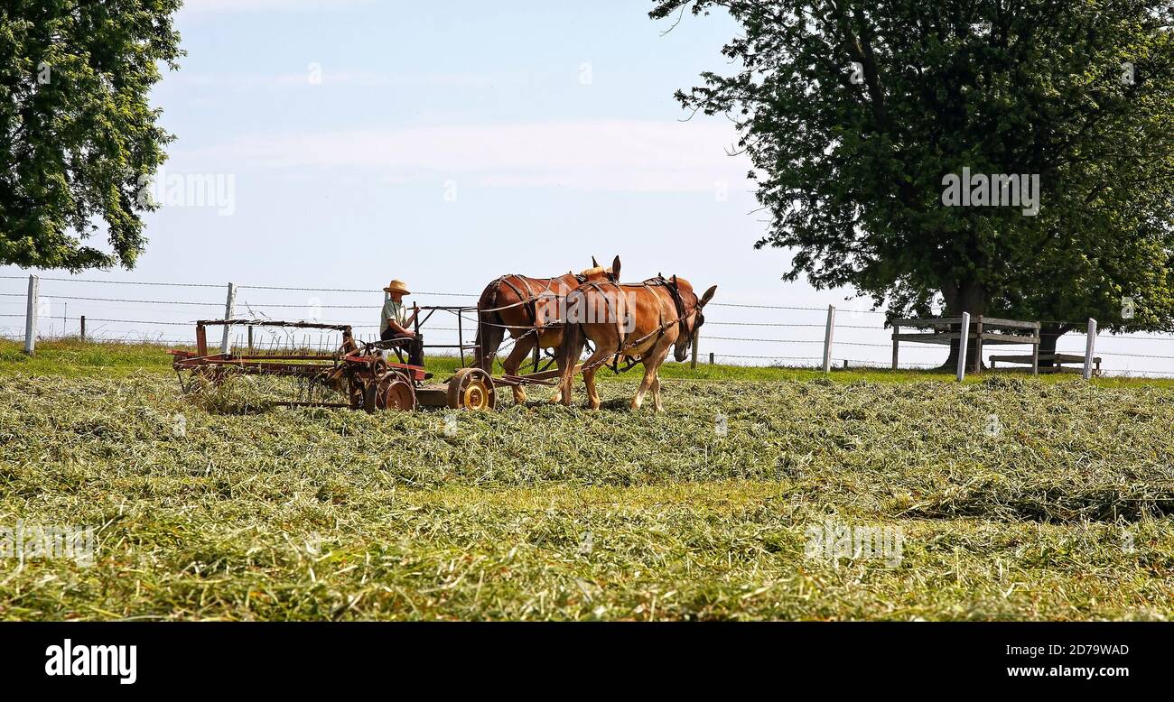 Garçon Amish, travaux agricoles, exploitation de rateau de foin tiré par des chevaux; animaux; équipement agricole; enfant, chapeau de paille, vêtements Amish, Pennsylvanie, comté de Lancaster; PA, su Banque D'Images