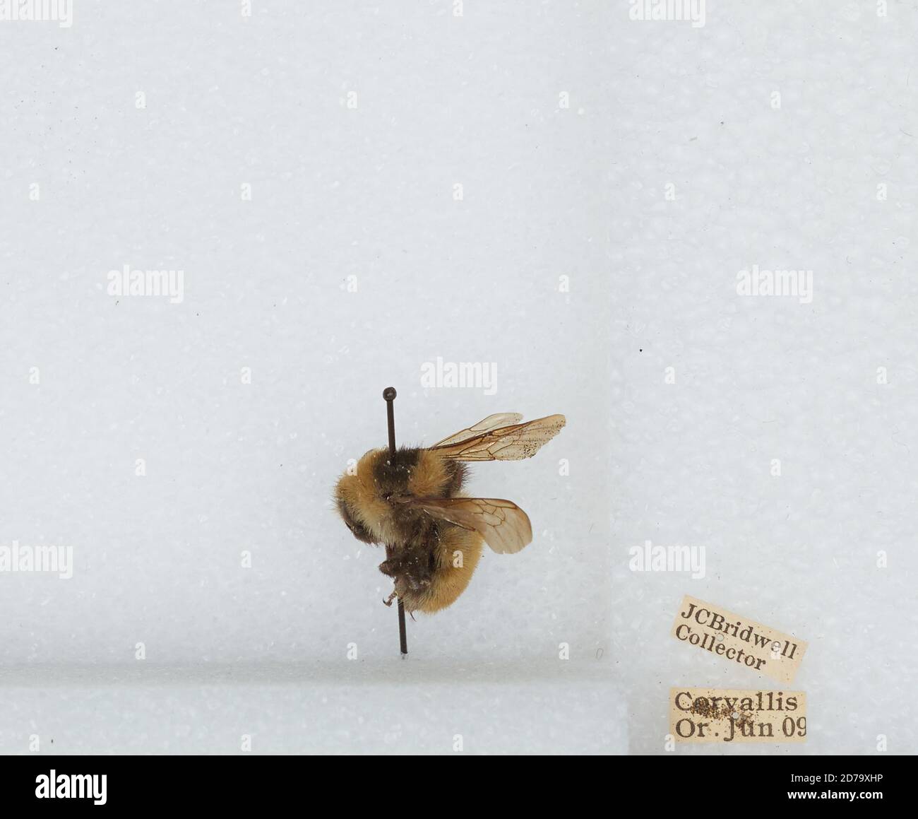 Corvallis, Benton, Oregon, États-Unis, Bombus (Subterraneobombus) appositus Cresson, 1878, Animalia, Arthropoda, Insecta, Hyménoptères, Apidae, Apinae Banque D'Images