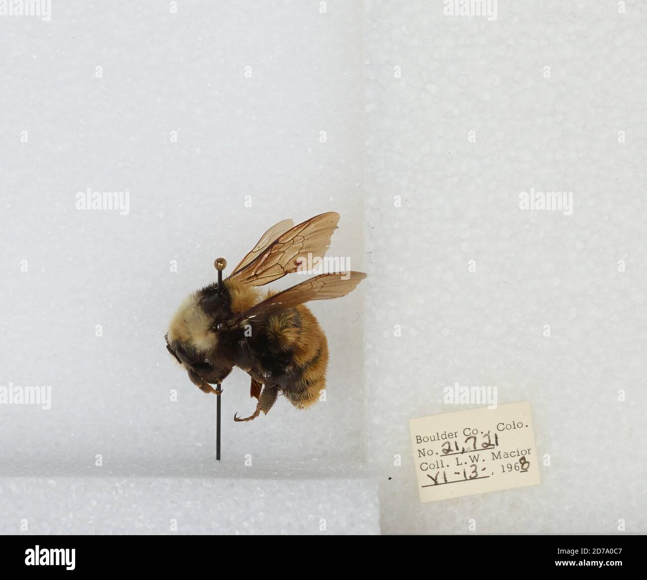 Boulder, Colorado, États-Unis, Bombus (Subterraneobombus) appositus Cresson, 1878, Animalia, Arthropoda, Insecta, Hyménoptères, Apidae, Apinae Banque D'Images