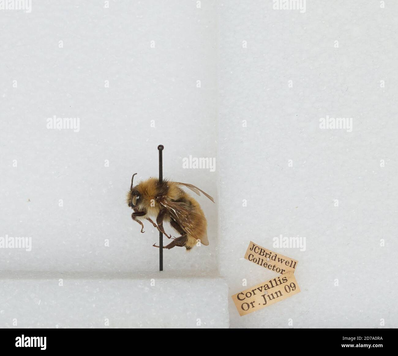Corvallis, Benton, Oregon, États-Unis, Bombus (Subterraneobombus) appositus Cresson, 1878, Animalia, Arthropoda, Insecta, Hyménoptères, Apidae, Apinae Banque D'Images