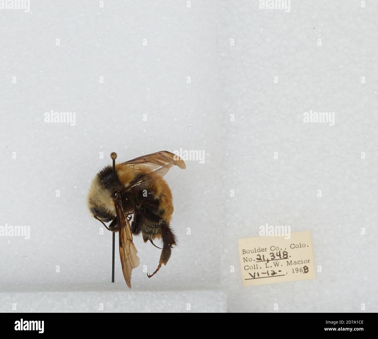 Boulder, Colorado, États-Unis, Bombus (Subterraneobombus) appositus Cresson, 1878, Animalia, Arthropoda, Insecta, Hyménoptères, Apidae, Apinae Banque D'Images