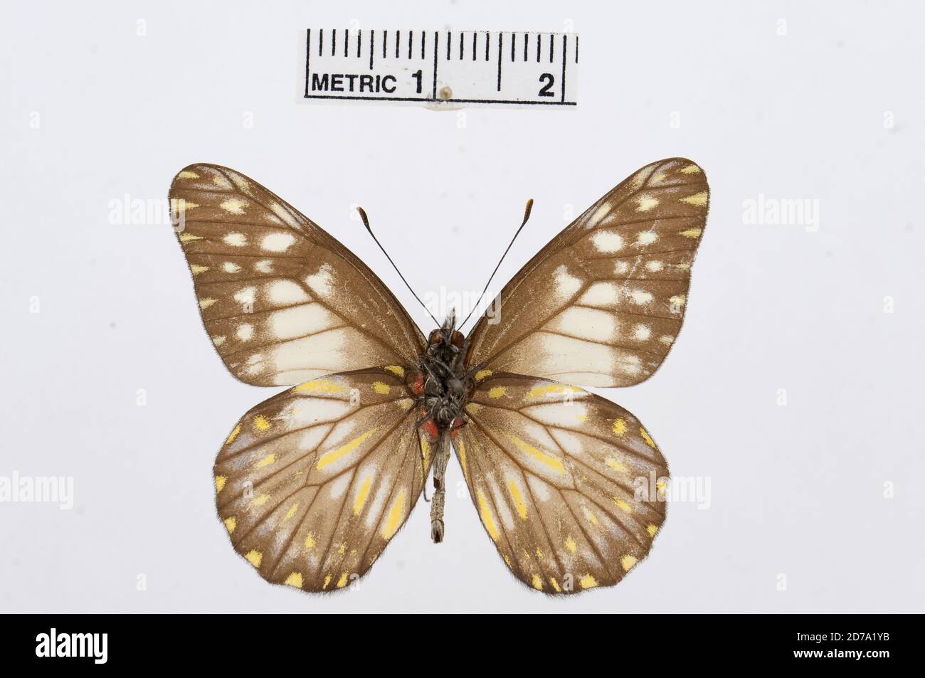 Catasticta hegemon, Animalia, Arthropoda, Hexapoda, Insecta, Lepidoptera, Pieridae, Pierinae Banque D'Images