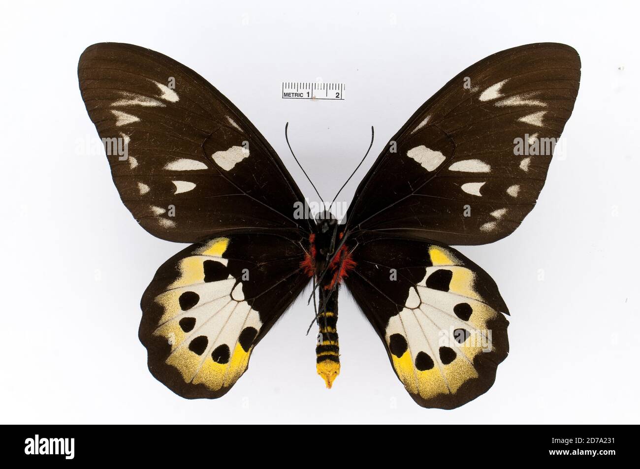 Broché, Ornithoptera goliath, Animalia, Arthropoda, Insecta, Lepidoptera, Papilionidae, Papilioninae Banque D'Images