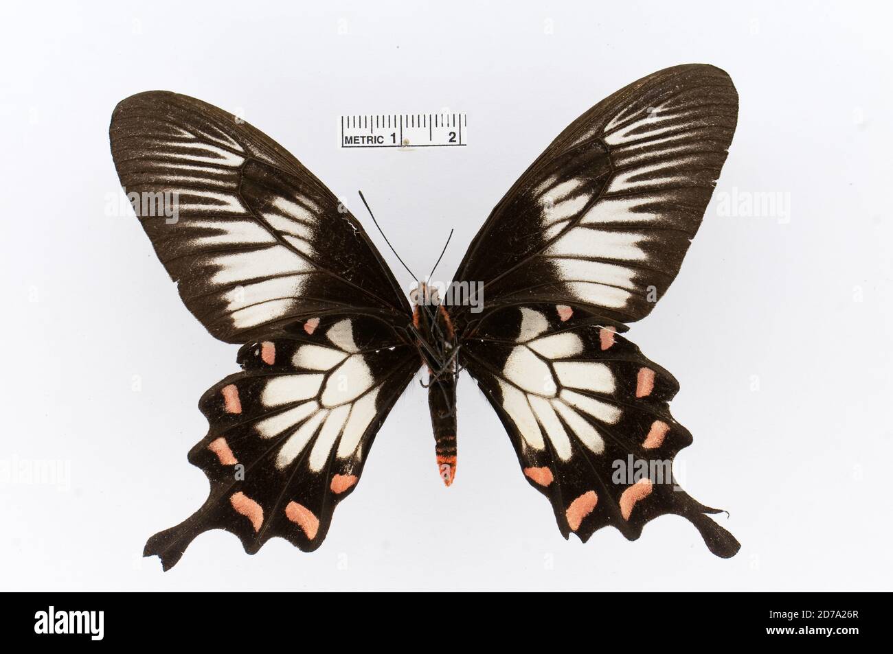 Punaisé, Pachliopta jophon, Animalia, Arthropoda, Insecta, Lepidoptera, Papilionidae, Papilioninae Banque D'Images