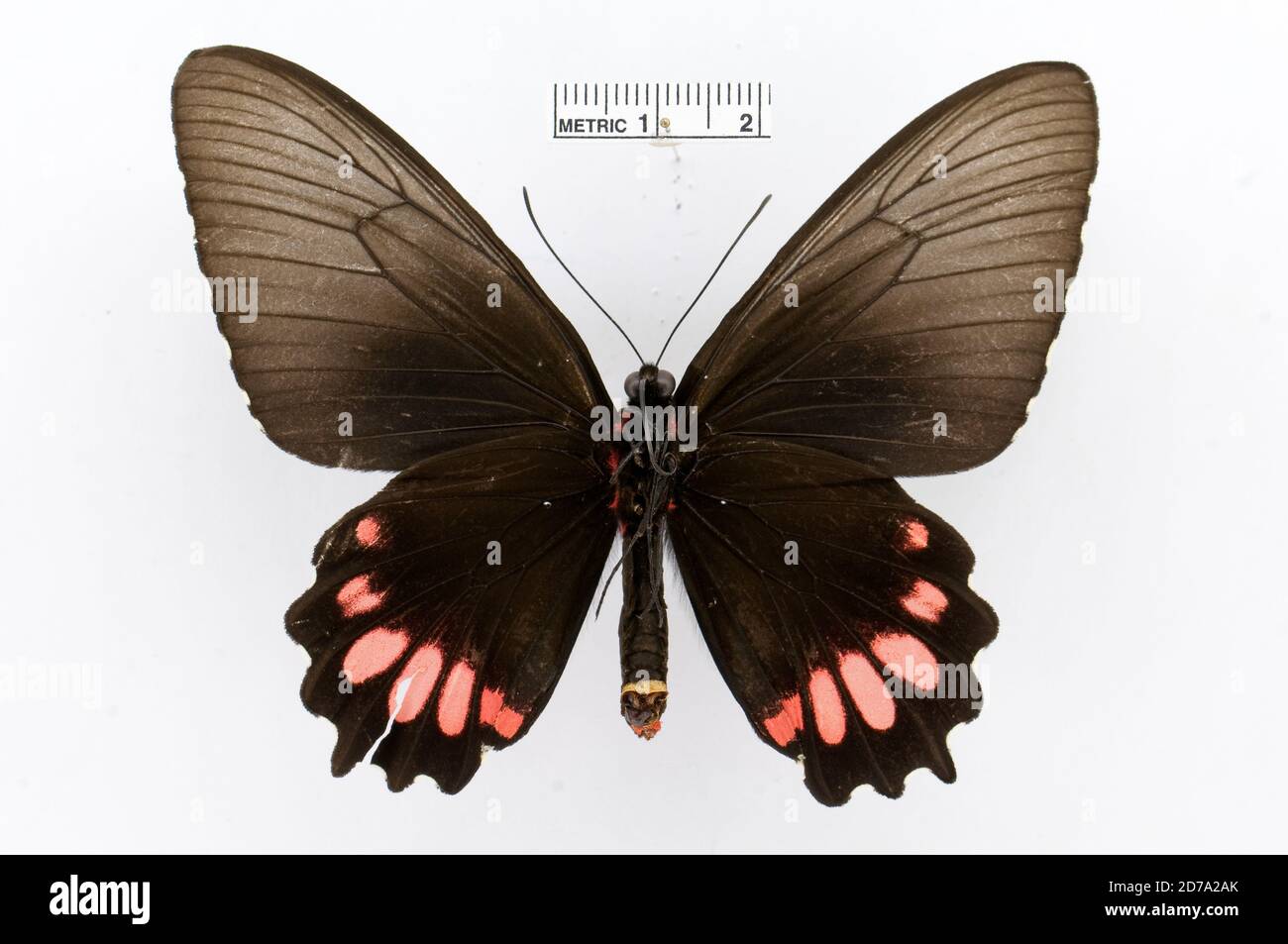 Punaisé, Parides orellana, Animas, Arthropoda, Insecta, Lepidoptera, Papilionidae, Papilioninae Banque D'Images