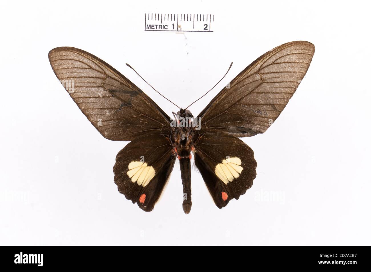 Punaisé, Parides quadratus, Animas, Arthropoda, Insecta, Lepidoptera, Papilionidae, Papilioninae Banque D'Images