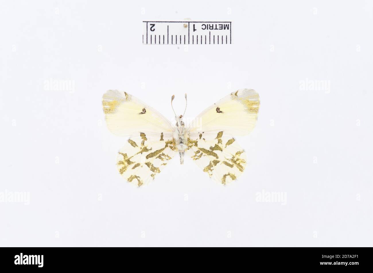 Relais micro-ondes 2000', 60 km S de Hermosillo son, Sonora, Mexique, Euchloe guaymasensisis Opler, 1987, Animalia, Arthropoda, Insecta, Lepidoptera, Pieridae, Pierinae Banque D'Images