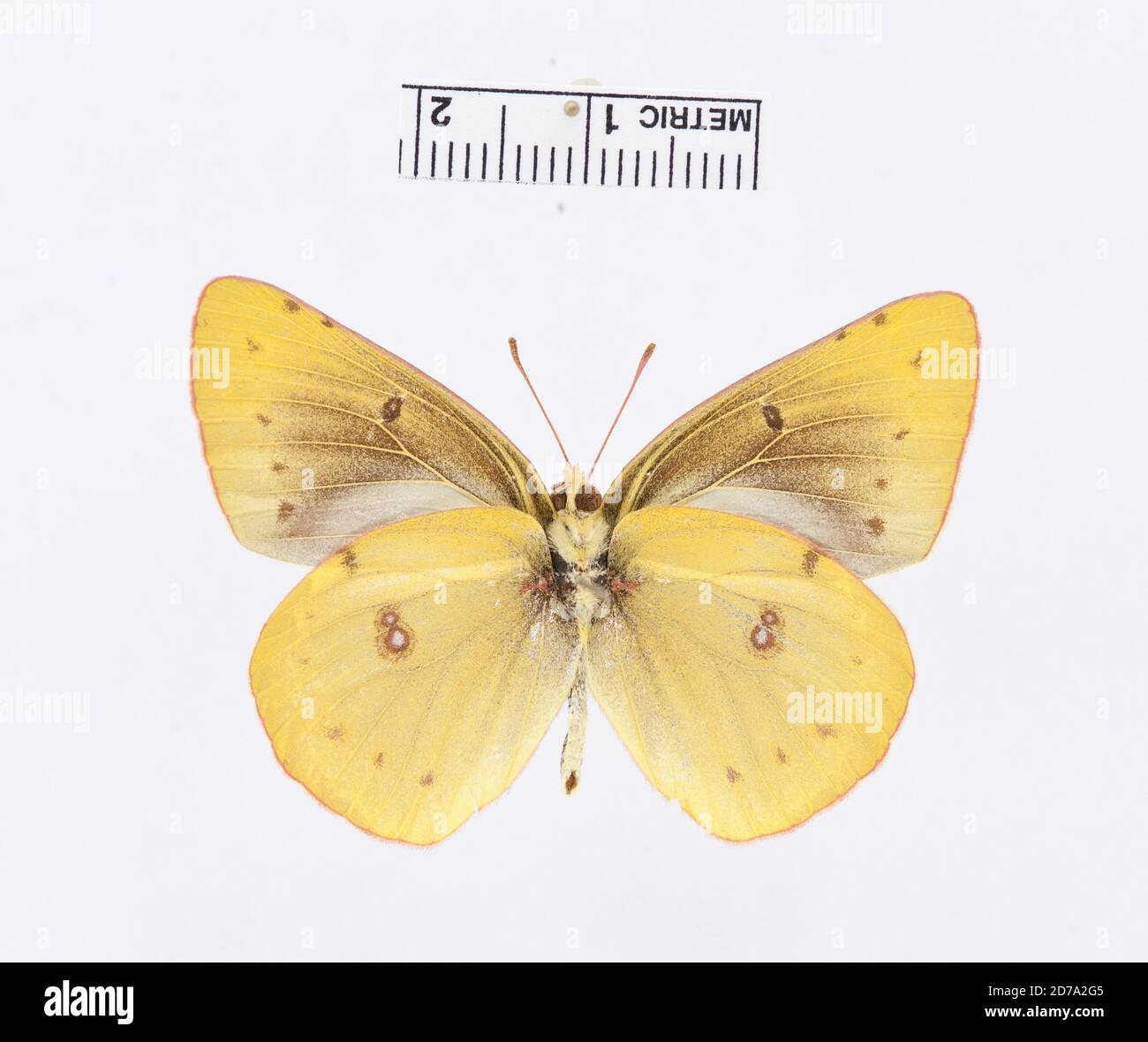 Allegheny, Pennsylvanie, États-Unis, Colias philodice, Animalia, Arthropoda, Insecta, Lepidoptera, Pieridae, Coliadinae Banque D'Images