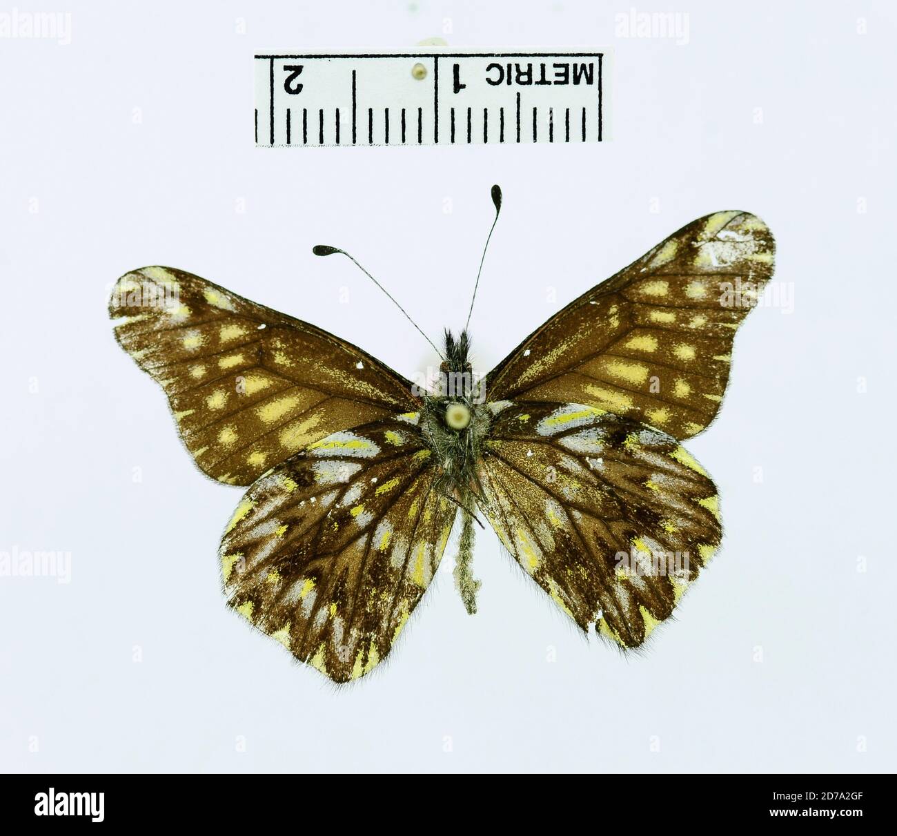 Finca Las Canarias, Salento, Quindio, Colombie, Catasticta ferra orcus Eitschberger & Racheli, 1998, Animalia, Arthropoda, Insecta, Lepidoptera, Pieridae, Pierinae Banque D'Images