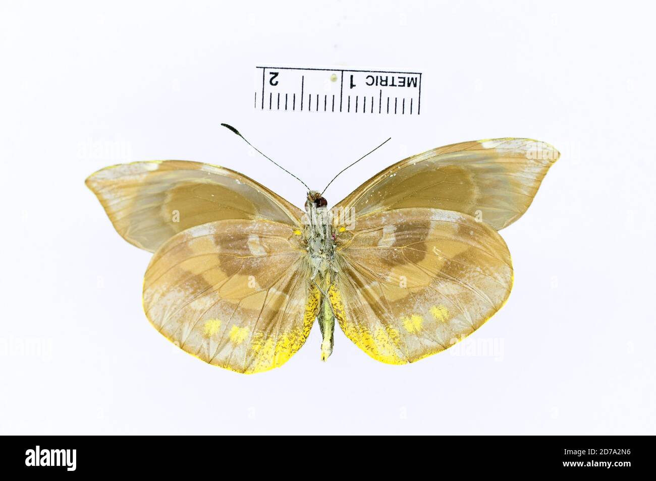 Volcan PAO, Alajuela, Costa Rica, Acmepteron poasina Schaus, 1913, Animalia, Arthropoda, Insecta, Lepidoptera, Pieridae, Dismorphiinae Banque D'Images