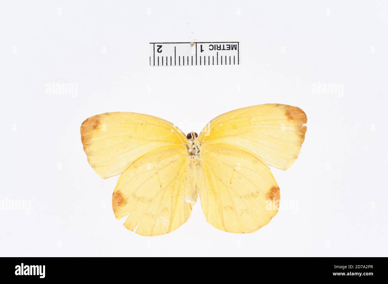Mexique, Terias westwoodi Boisduval, 1836, Animalia, Arthropoda, Insecta, Lepidoptera, Pieridae, Coliadinae Banque D'Images