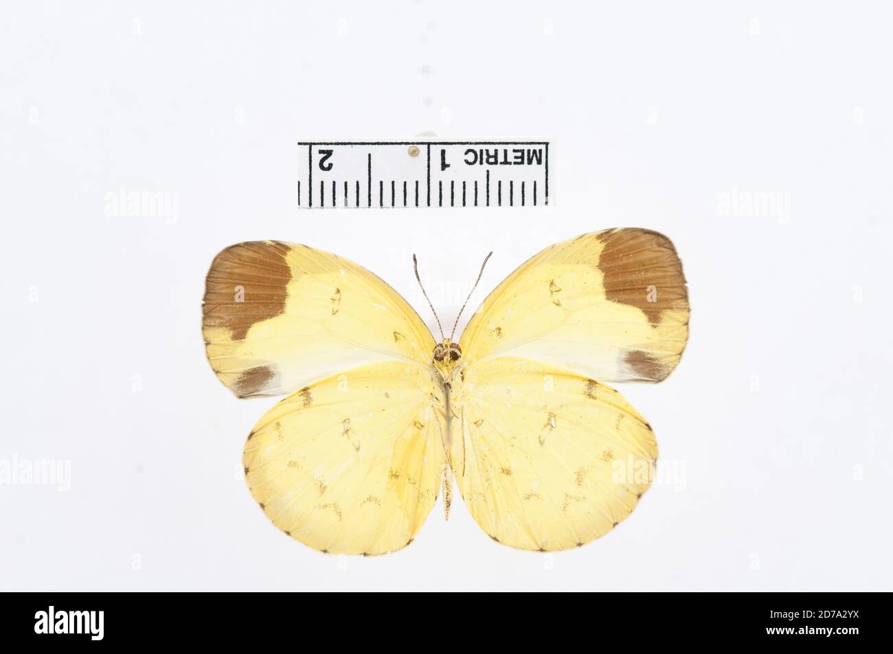 Eurema sari (Horsfield, 1829), Animalia, Arthropoda, Hexapoda, Insecta, Lepidoptera, Pieridae, Coliadinae Banque D'Images