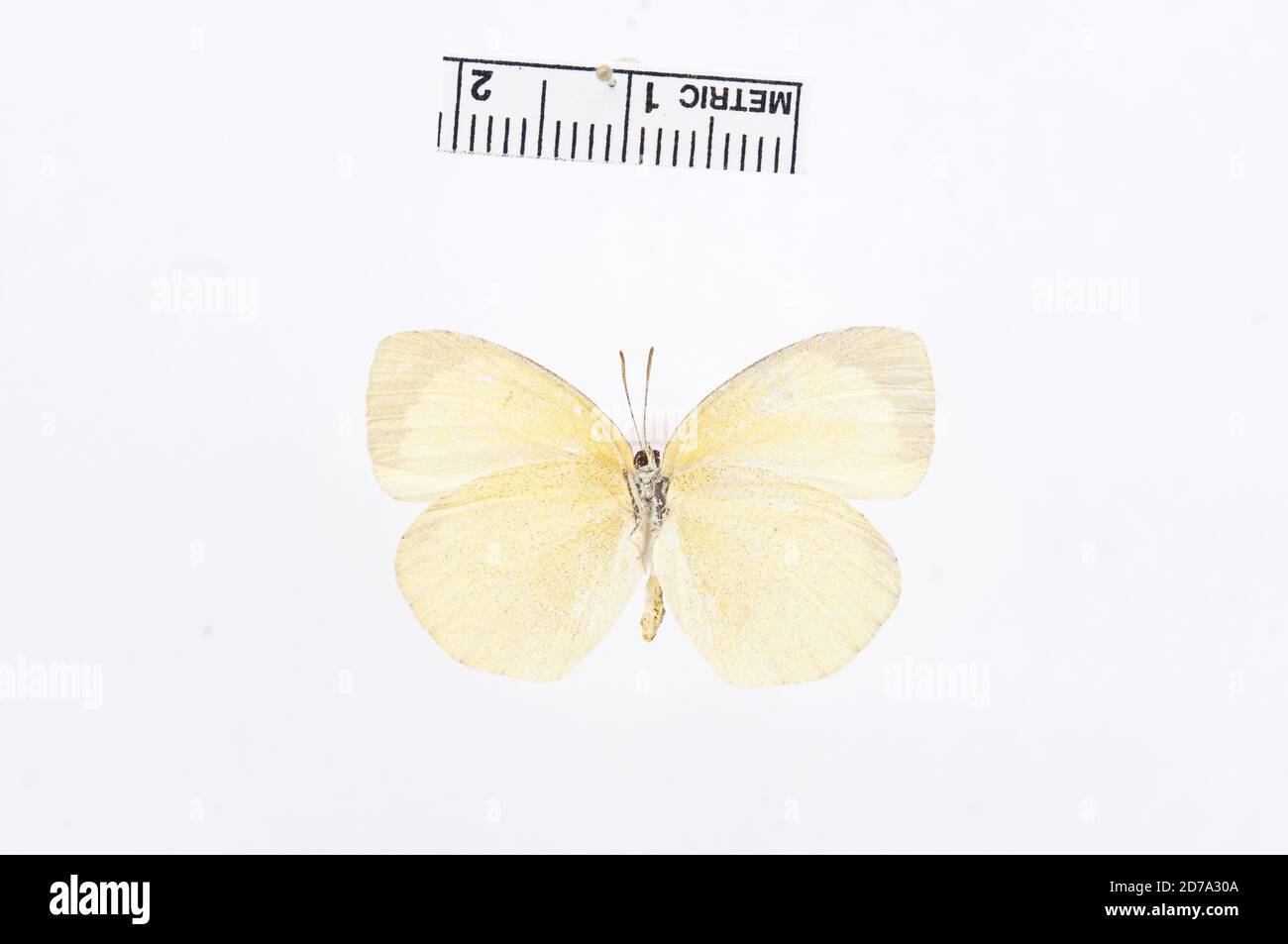 Punaisé, Eurema laeta, Animalia, Arthropoda, Hexapoda, Insecta, Lepidoptera, Pieridae, Coliadinae Banque D'Images