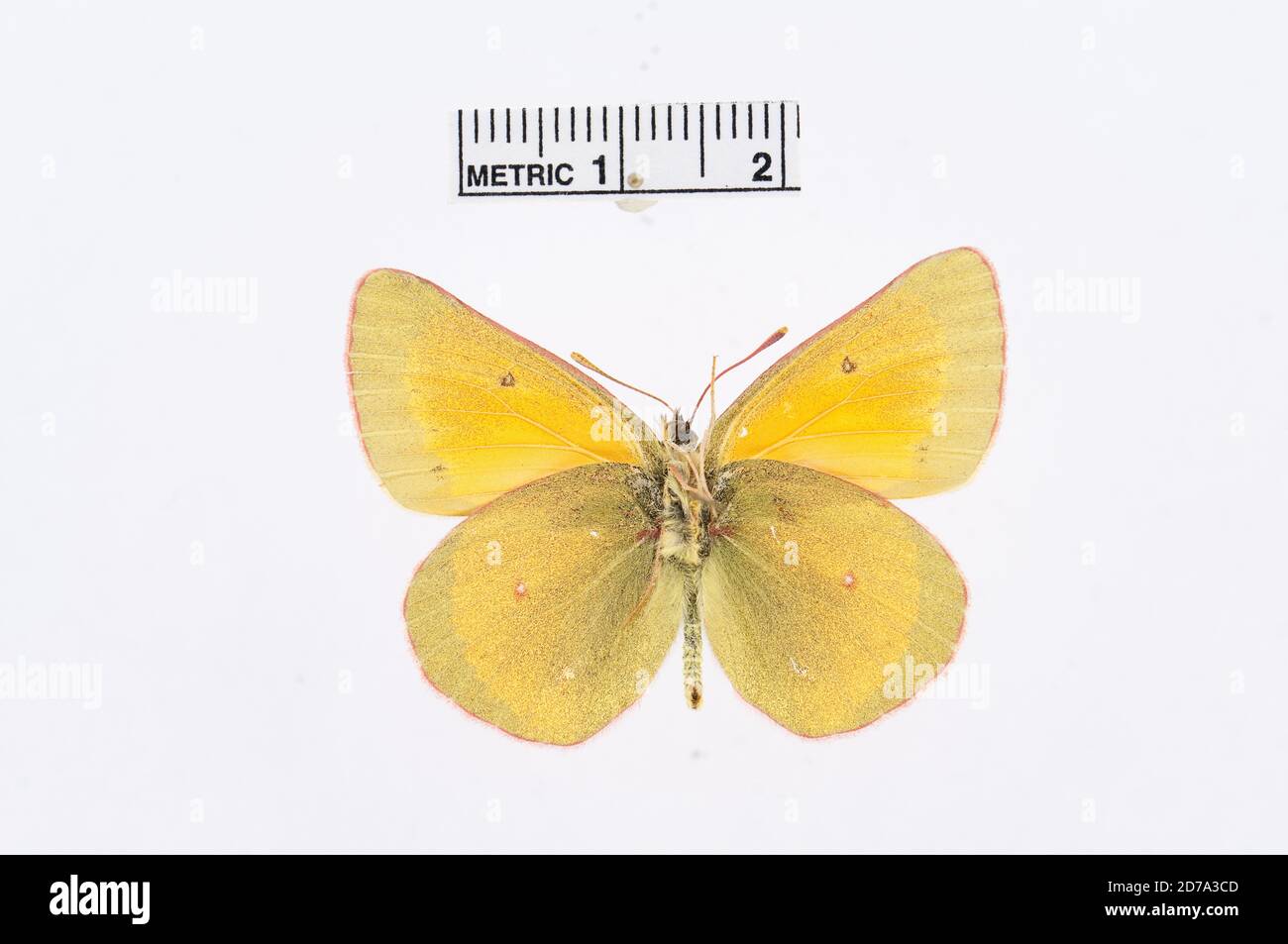 Colias meadii, Animalia, Arthropoda, Hexapoda, Insecta, Lepidoptera, Pieridae, Coliadinae Banque D'Images