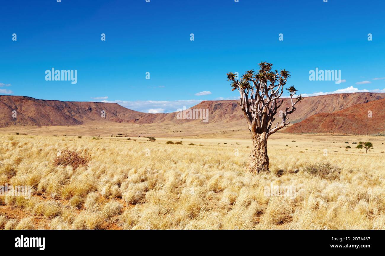 Paysage avec arbre quiver Aloe dichotoma, Namibie du Sud Banque D'Images