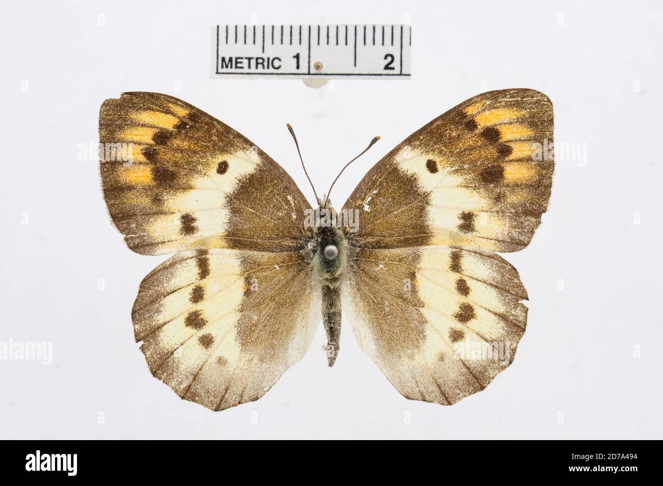 Colotis hildebrandti, Animalia, Arthropoda, Hexapoda, Insecta, Lepidoptera, Pieridae, Pierinae Banque D'Images